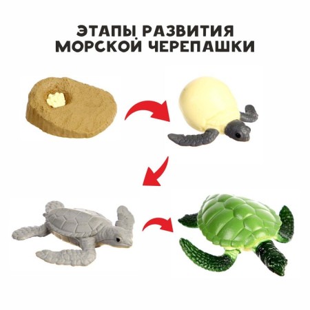 Training set "Stages of development of sea turtles" 4 figures