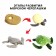 Training set "Stages of development of sea turtles" 4 figures