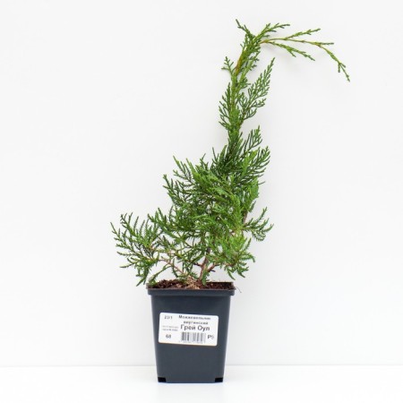 Virginsky juniper "Gray Oul", P9, 1pc, h 3-20 cm, summer 2024-1