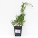 Virginsky juniper "Gray Oul", P9, 1pc, h 3-20 cm, summer 2024