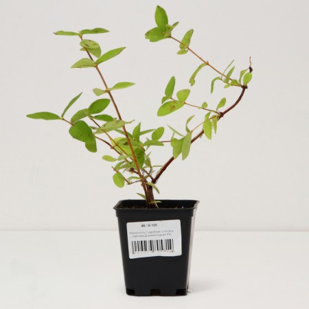 Sahenian honeysuckle edible "long -fruited", pot P9, summer 2024-2