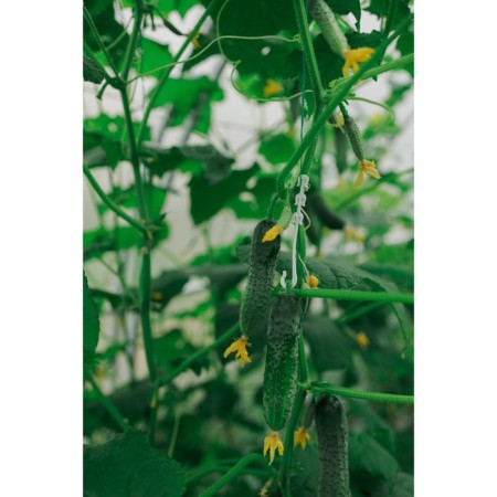 Discussion, 9 cm, set 50 pcs., Greengo-4