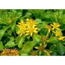 Очиток камчатский , Горшок Р9 (готовность июнь), 1 шт, Весна 2024