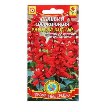 Salvia seeds "Early Bonfire", 0.1 g