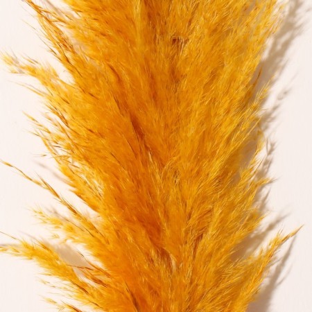 Sukhotzet "Cortery", 1 branch, length 140-150 cm, mustard-1
