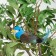 A bird for decoration and floristry, on a clothespin, mix, plastic, 1 pc., 8 x 8 cm