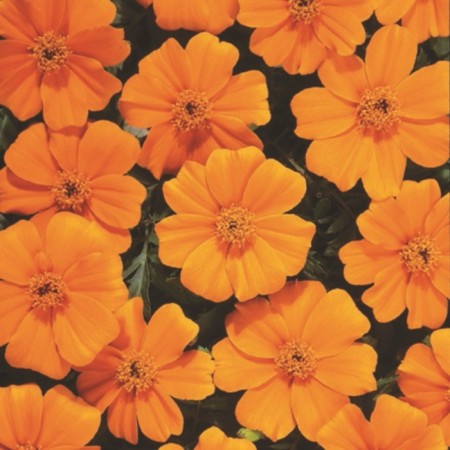 Seeds of velvets "tango", orange, 7 pcs.