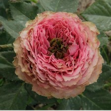 Seedling rose 