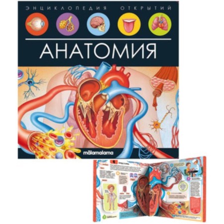 Book-paranoramka. Anatomy