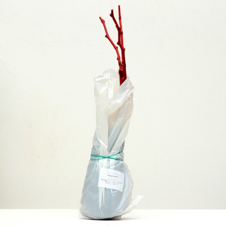 Grape seedling "Levokumsky", 1 pc, spring 2024-3