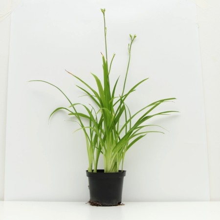 Hybrid Lileynik "Super Fox", pot C3, 1 pc, Spring 2024-1