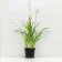 Hybrid Lileynik "Super Fox", pot C3, 1 pc, Spring 2024