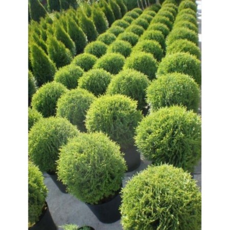 Thuja western Tim Tim, C5 pot, H25-30, 1 pc, summer 2024
