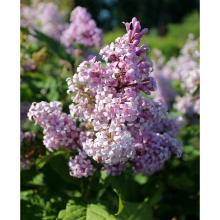 Sahenian Lilac Hungarian, P9 P9, Summer 2024