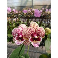 Phalaenopsis Chi Yueh Golden George 2.5