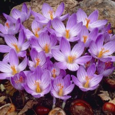 Crocus Beautiful Conker, 5+ rr, 10 pcs, 15 h (cm), autumn 2024