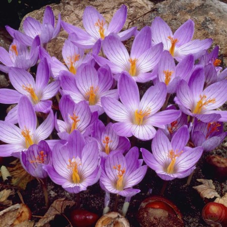 Crocus Beautiful Conker, 5+ rr, 10 pcs, 15 h (cm), autumn 2024