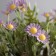 Bonsai "Chamomile Extra Mini" 9x22 cm, mix