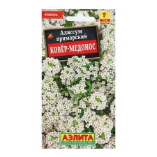 Alissum flowers 