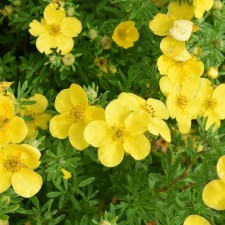 Saughty bastard shrub 