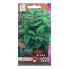 Vegetable mint seeds 
