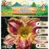 Lilenik "Oriental Ruby", rr I, 1 pc, spring 2024