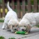 Fresh toy for dogs from latex "Rooster", 18 cm, green
