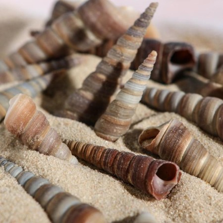 Set of shells, 3 - 5 cm, 100 g-2