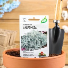 Seeds of Flower Tsinerias Primorskaya 