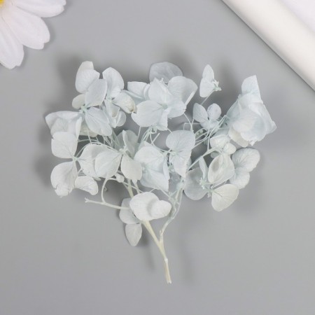 Sukhotzet "hydrangea" pale blue h = 6-6.5 cm