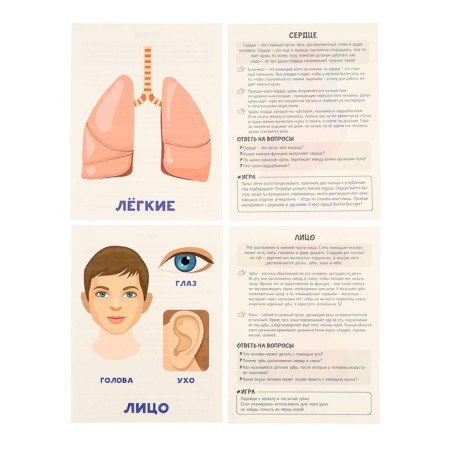 Training cards "Human Body"-4