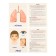Training cards "Human Body"