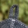 Bath cap with embroidery "Queen of Beauty", gray