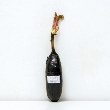 PION tree (vaccinated on grassy) "red silver", 1 pc, tube, spring 2025-2