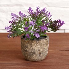 Bonsai in the 