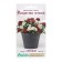 Flower seeds Flower mixture Christmas in July, 4 dragees