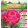 Tulip VOG, river 12/+, 5pcs, autumn 2024