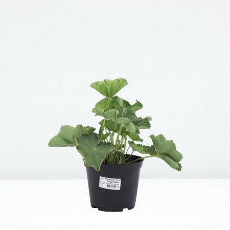 Cuff mild timid, pot C2, 1 pc, summer 2024-2