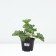 Cuff mild timid, pot C2, 1 pc, summer 2024