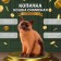 The piggy bank "Cat Siamese color" height 31.5 cm, width 16 cm, length 24 cm.