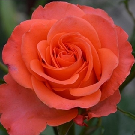 Seedling rose Dark Vau, tea-hybrid, pot 2 l., Summer 2024
