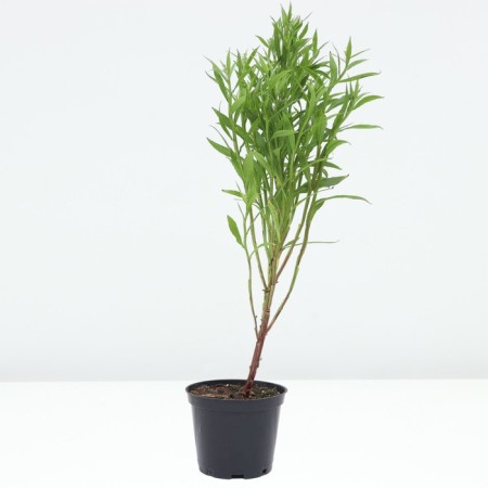 Glenium Autumn Rubinskove, Pot C2, 1 pc, Summer 2024-1