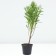 Glenium Autumn Rubinskove, Pot C2, 1 pc, Summer 2024