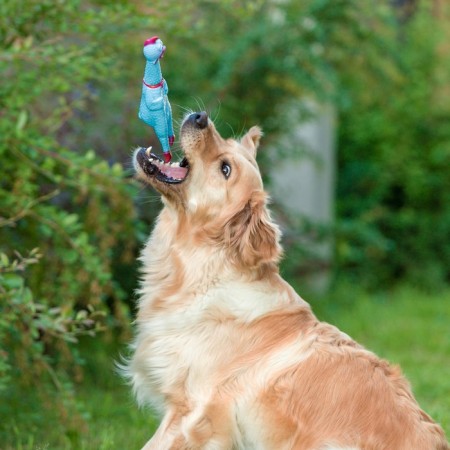 The squeak of "thoughtful chicken" for dogs, 28 cm, blue-6