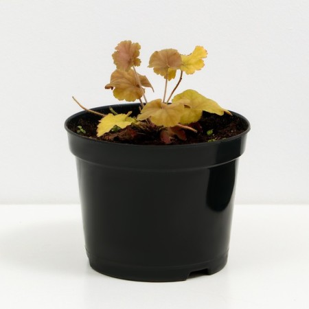 Heichera Hybrid Nosern Expose Amber, C2 pot, H10-50 height, 1 pc, summer 2024-1