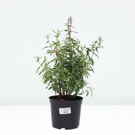 Derbennik Tyvodye Dropmur Peep, Pot C3, 1 pc, Summer 2024-2