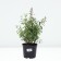Derbennik Tyvodye Dropmur Peep, Pot C3, 1 pc, Summer 2024