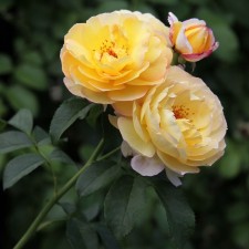 Seedling rose 
