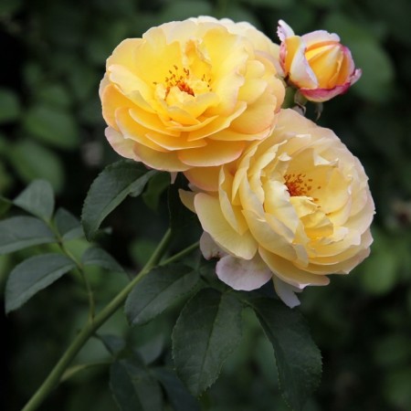 Seedling rose "Chateau de Cheverny", tube, spring 2025