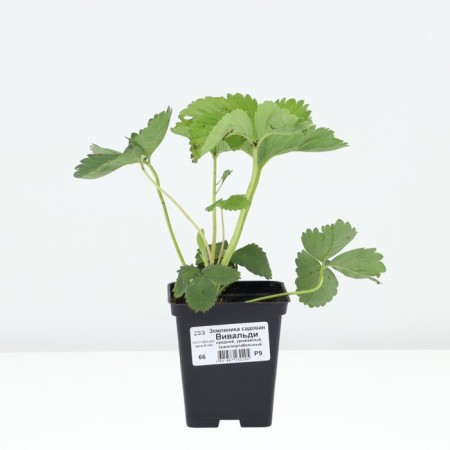 Strawberries Garden Vivaldi, P9 Pot, 1 pc, summer 2024-2